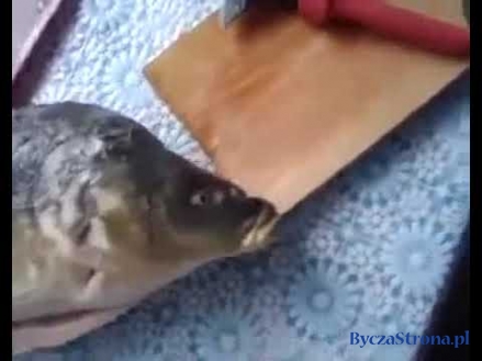 Śpiewająca ryba