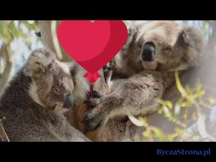 Jak koale świętują Walentynki