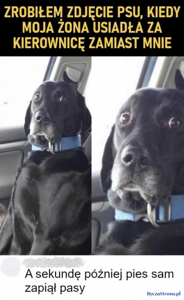 Zrobiłem zdjęcie psu kiedy żona usiadła za kierownicą zamiast mnie