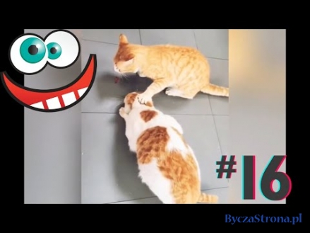 Śmieszne koty i psy zabawne zwierzęta Padniesz ze śmiechu funny #16