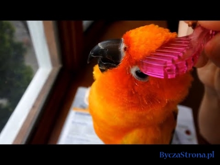 Śmieszne papugi