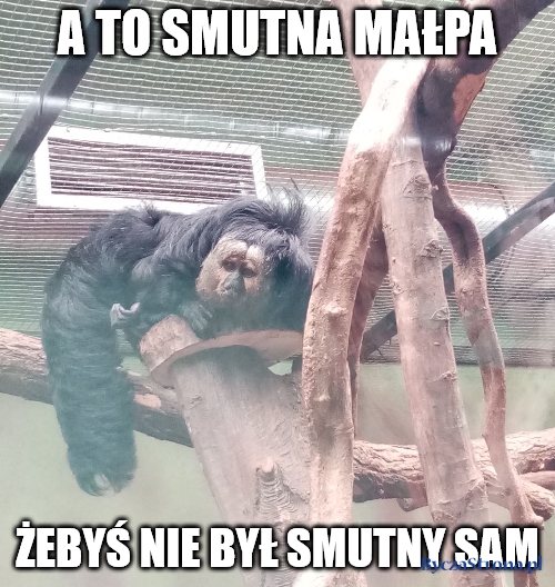 Smutna małpa